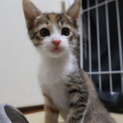 前足色違い生後1.5〜2ヶ月メス猫びっちゃん　