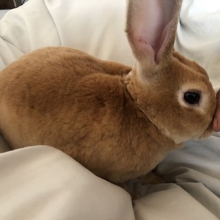 ミニレッキス（うさぎ）里親募集中