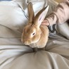 ミニレッキス（うさぎ）里親募集中 サムネイル2