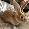 ミニレッキス（うさぎ）里親募集中 サムネイル3