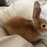 ミニレッキス（うさぎ）里親募集中 サムネイル4