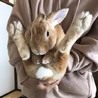 ミニレッキス（うさぎ）里親募集中 サムネイル5