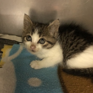 とても綺麗な美猫さん　「こはだちゃん」