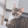 大きくなりました