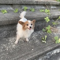 元気いっぱいパピヨンちゃん