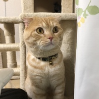 みたらし