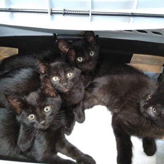 保健所からレスキュー可愛い黒猫