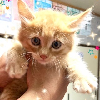 管理番号︰OSー843