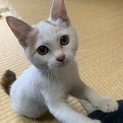 人懐こい三毛ちゃんぽくない三毛の子猫