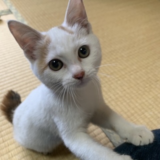 人懐こい三毛ちゃんぽくない三毛の子猫