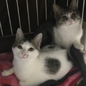 多頭飼育崩壊現場にいた子たちキジ白姉妹