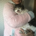 可愛い猫ちゃん家族を探しています