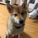 里親募集