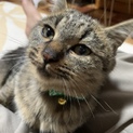 人が大好き甘えん坊なキジトラふわふわ男の子☆