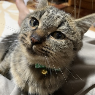 人が大好き甘えん坊なキジトラふわふわ男の子☆