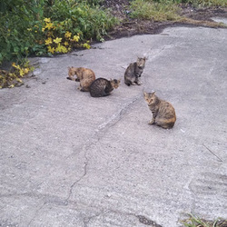 台風19号で調整池に沈んだ猫たち