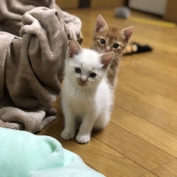 可愛い過ぎる保護猫兄弟