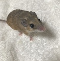 カイロトゲマウス　4匹