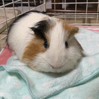 保護モルモット。