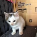 白キジちゃんの家族決定!!