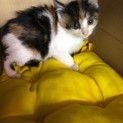 三毛子猫の家族決定!!