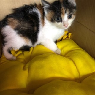三毛子猫の家族決定!!