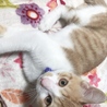 オスの子猫くん サムネイル2