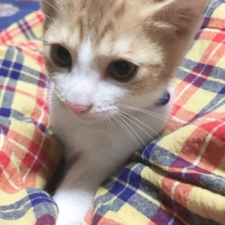 オスの子猫くん