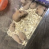 あいの子供たち