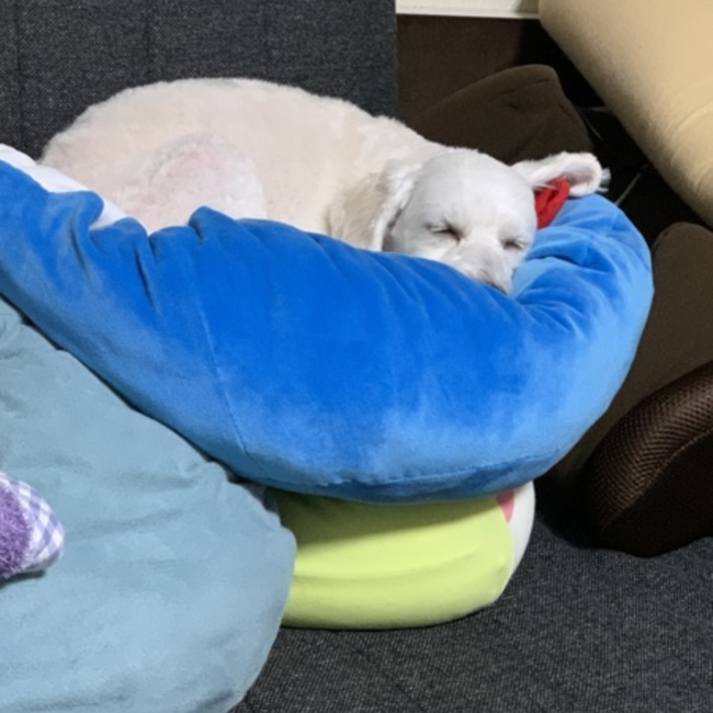 にゃむおファン太のカバー写真