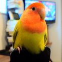 なでられるのが好きなメスのコザクラインコ です。