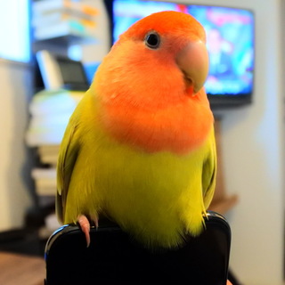 なでられるのが好きなメスのコザクラインコ です。