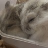 シバノスケ