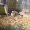砂ネズミ  カラージャービル   サムネイル2