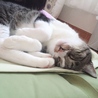 最近は私の枕元で寝たり、私が横になってるとお腹の上に乗って来たりします(笑)