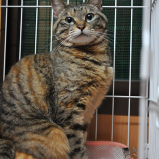 腹ぺこシスターズ★正統派ビューティフルガール