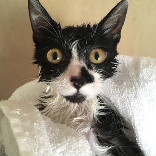 おっとり控えめハチワレ子猫メス