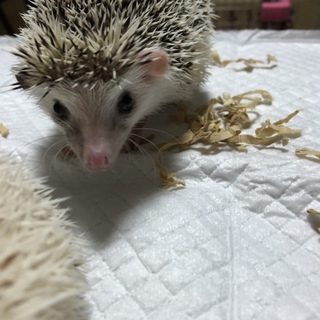 ハリネズミの赤ちゃん（1ヶ月半）5匹の里親募集中