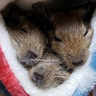 デグー(ノーマル)里親募集