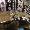 ぽふぽふててて