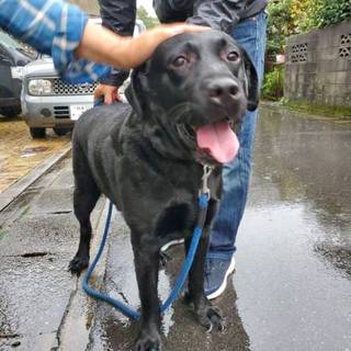 黒ラブ★ボン太★4歳★岐阜~