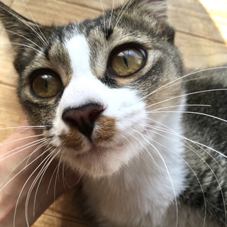 茶毛単色きれいな毛並みのキジ白くん