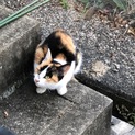 三毛猫、白血病キャリアです