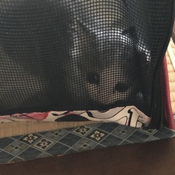 初めましての子猫さん