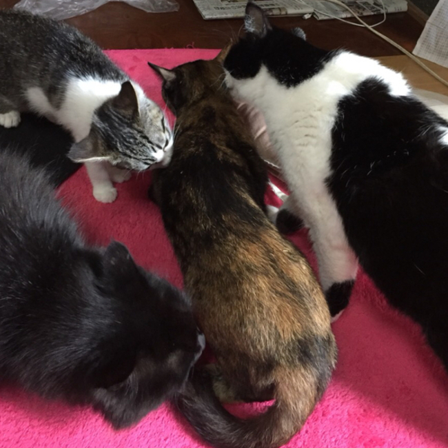 Minkiのカバー写真