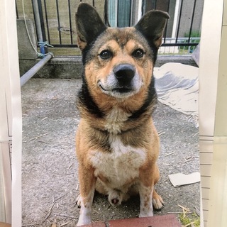 おじいちゃんワンコの家族になって下さい。