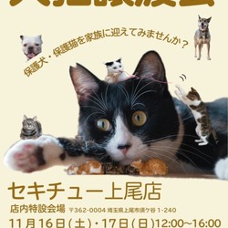 セキチュー上尾店猫の里親会
