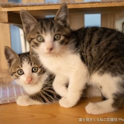 セキチュー上尾店猫の里親会 サムネイル2