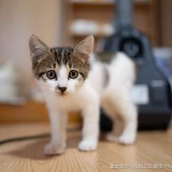 セキチュー上尾店猫の里親会 サムネイル3