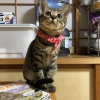 ミーちゃん